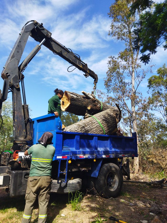 about-01 Workers use machinery to load large timber logs onto a blue truck in an outdoor setting.