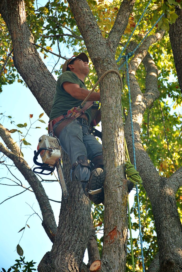 services-02 Skilled arborist in safety gear climbing a tree with a chainsaw for maintenance in Whitehouse, Texas.