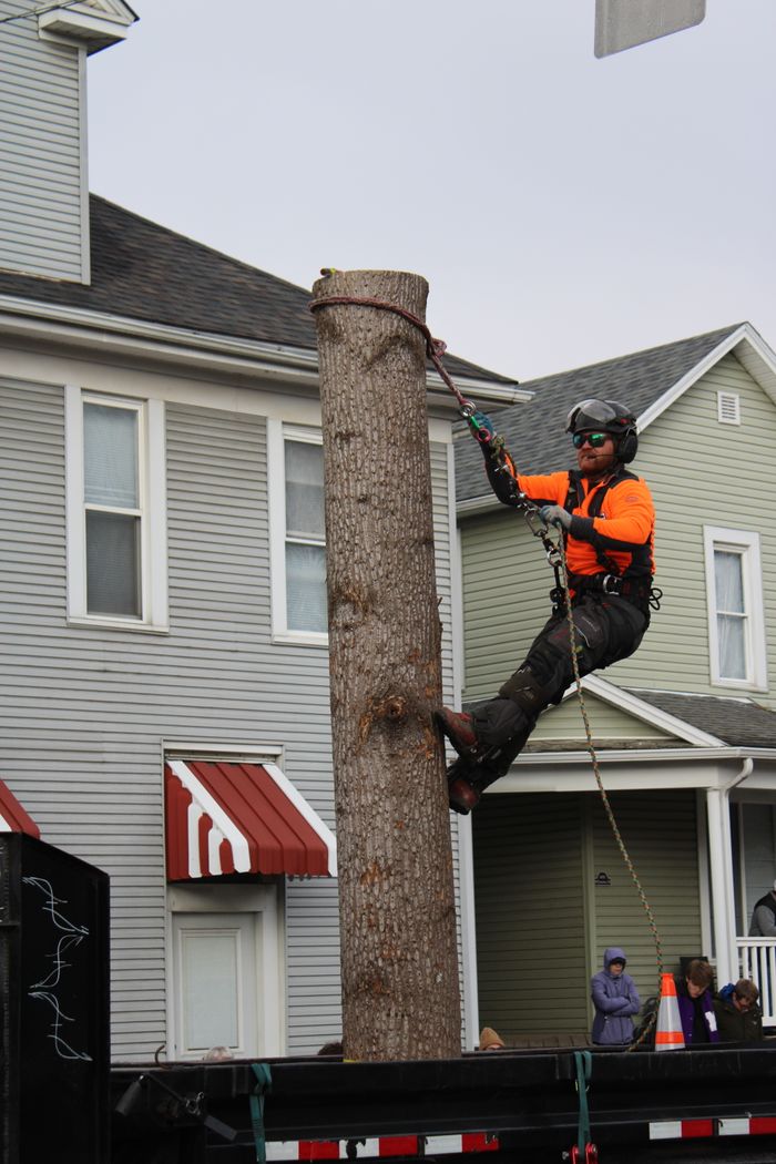 services-01 Professional arborist climbs tree during holiday parade in Lancaster, Ohio.