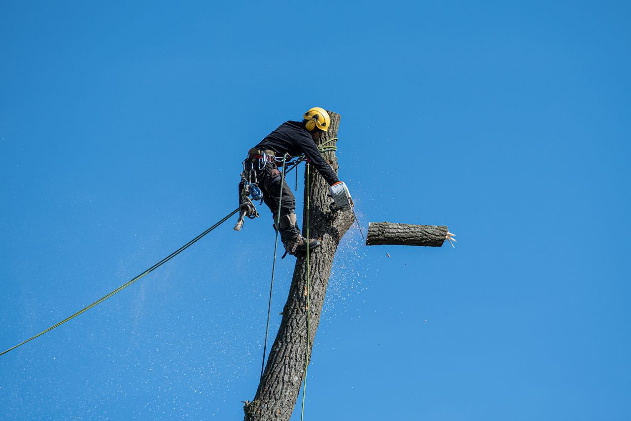 services-03 A skilled arborist wearing safety gear cuts a tree with a chainsaw against a clear blue sky.